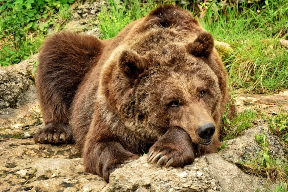 Großer Braunbär liegt auf einem Stein