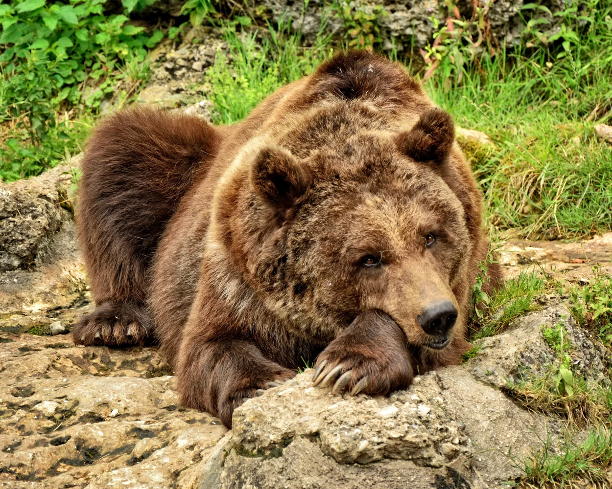 Großer Braunbär liegt auf einem Stein