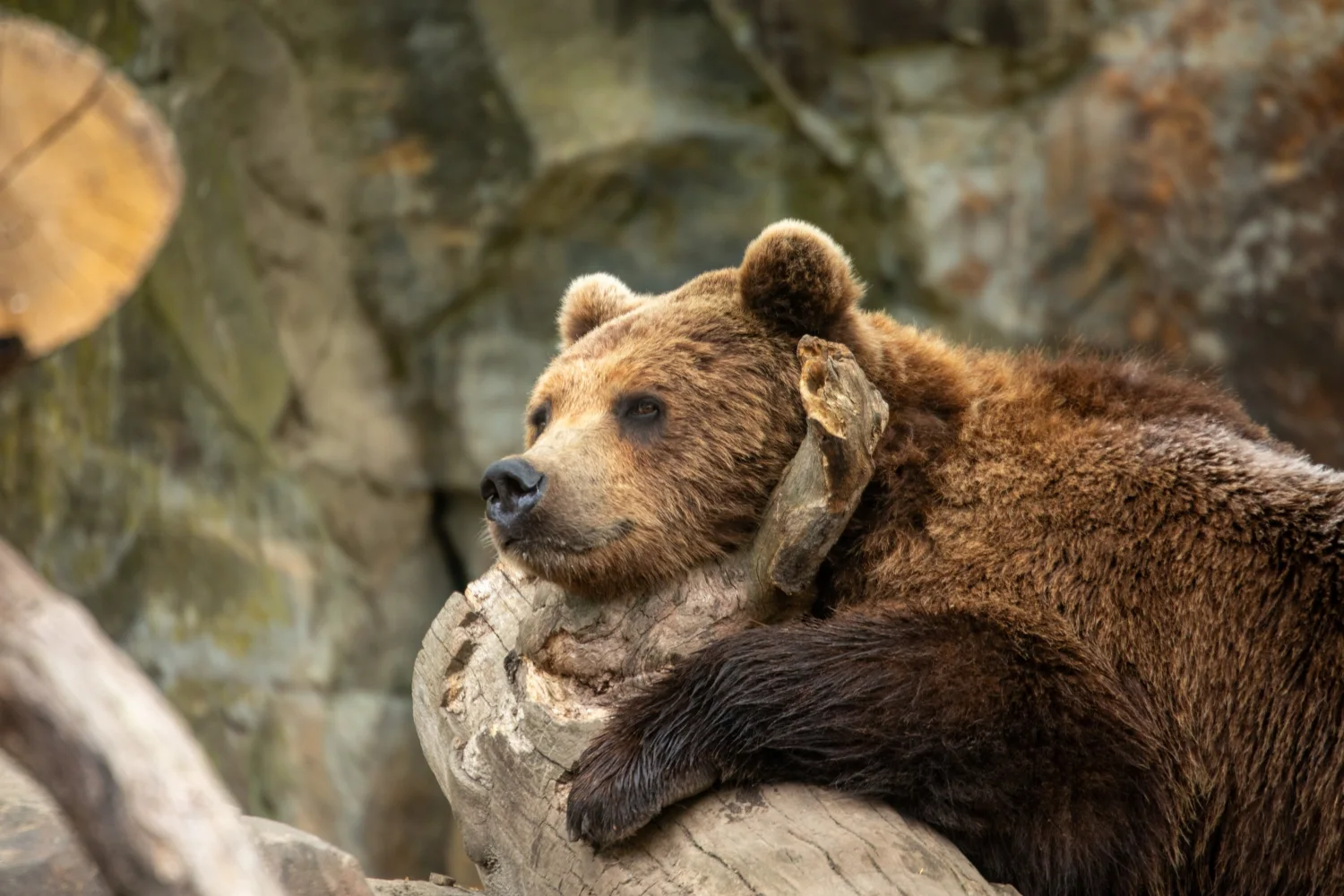 Großer Braunbär liegt auf im Zoo