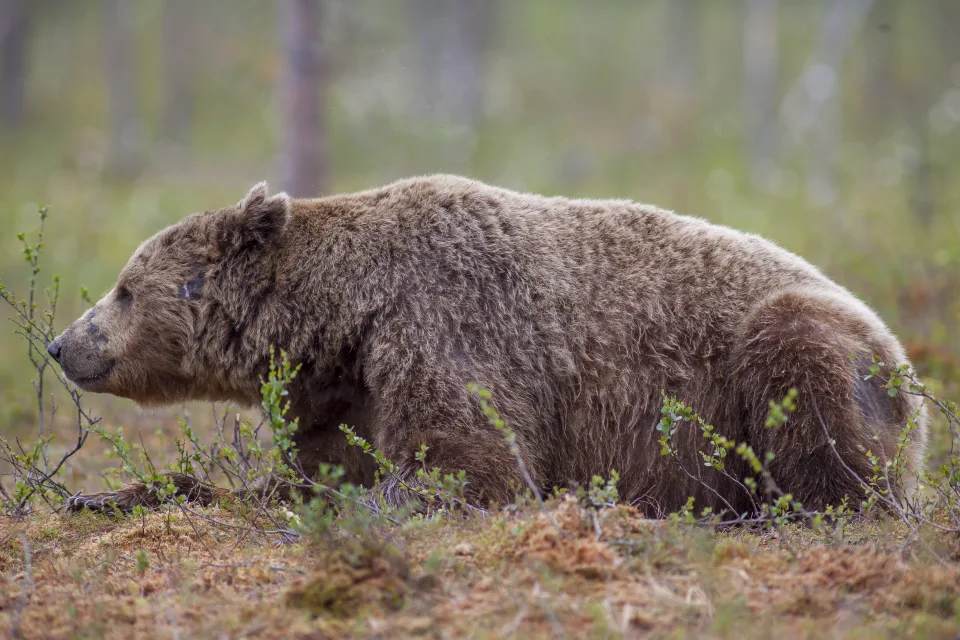 Großer Braunbär liegt im Gras im Wald