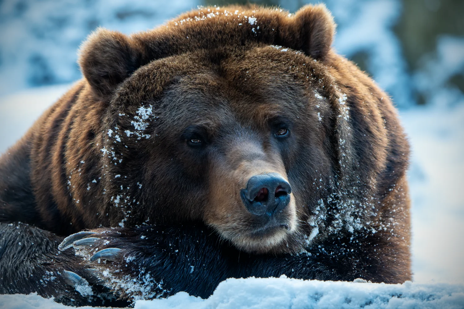 Großer Braunbär liegt im Schnee