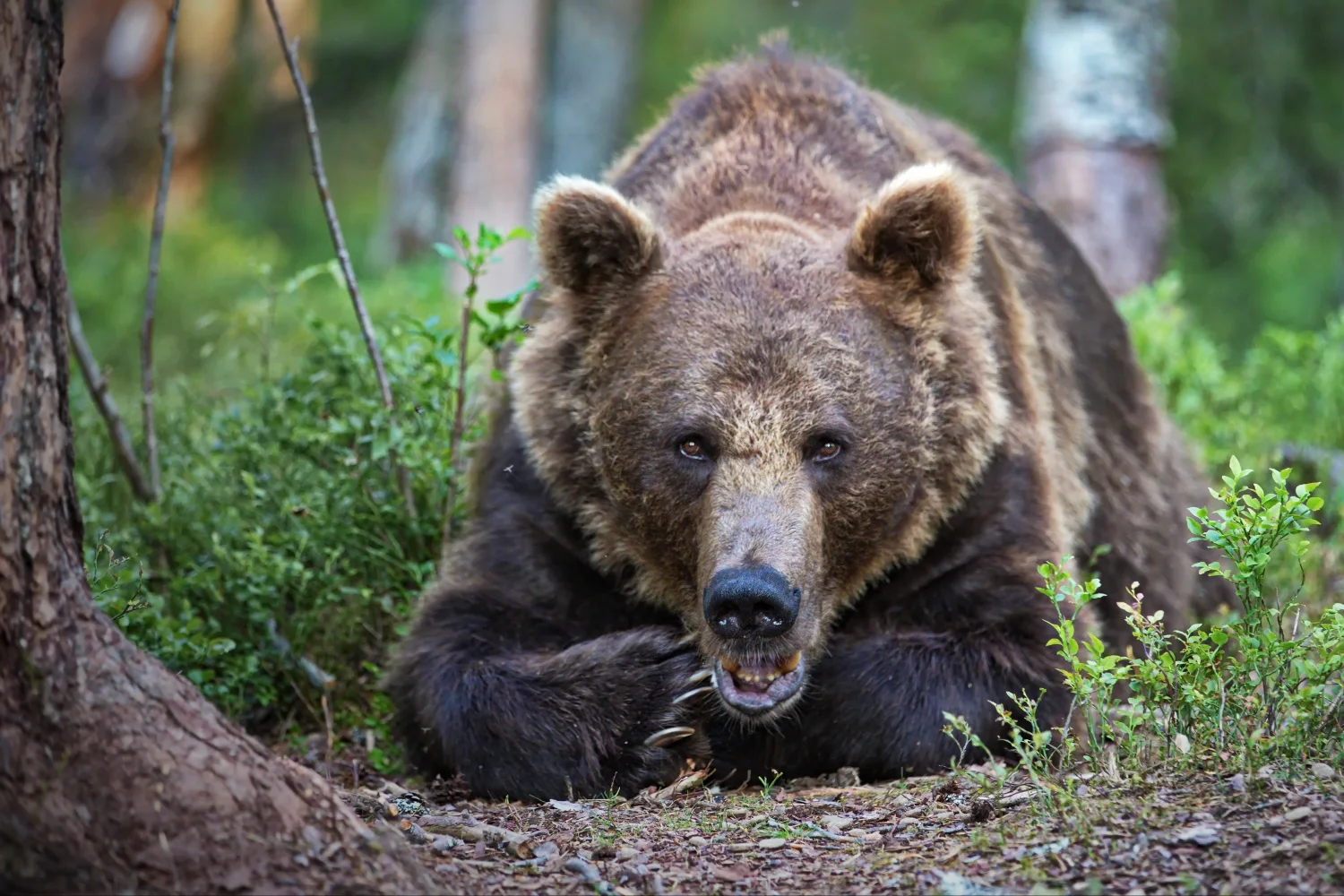 Großer Braunbär liegt im Wald bei Baum