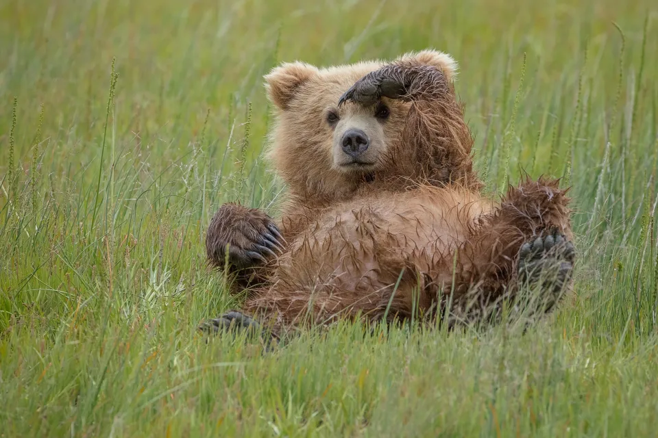 Großer Braunbär liegt in grünen Gras