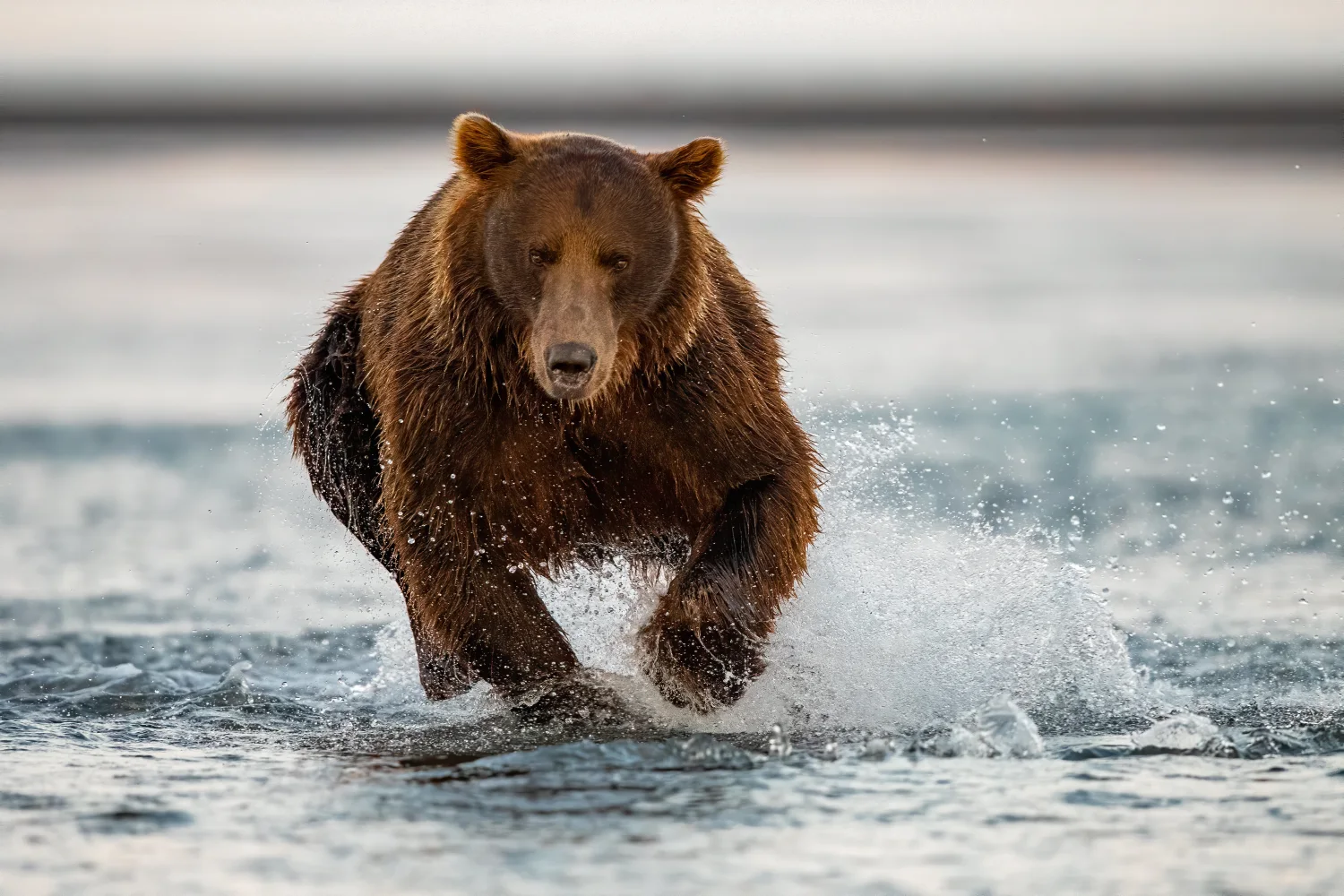 Großer Braunbär läuft über das Wasser