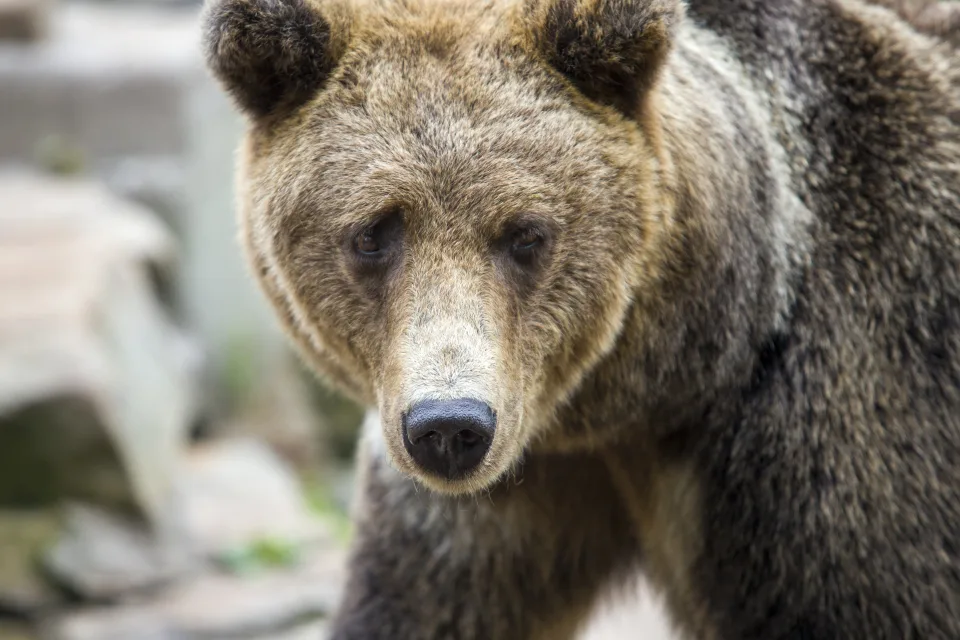 Großer Braunbär mit schwarzem Nase