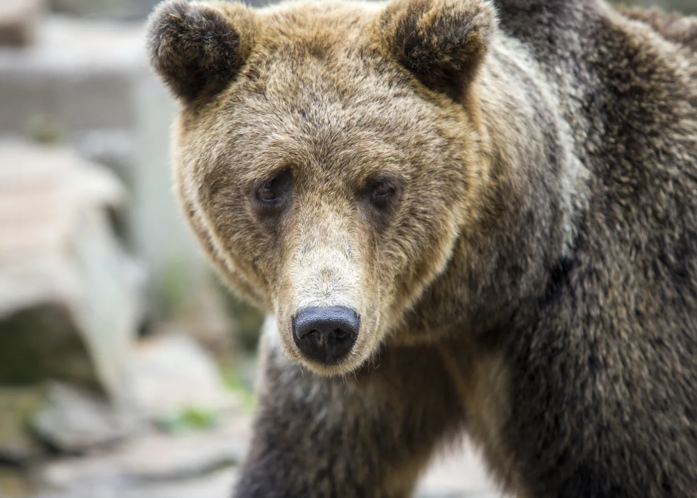 Großer Braunbär mit schwarzem Nase