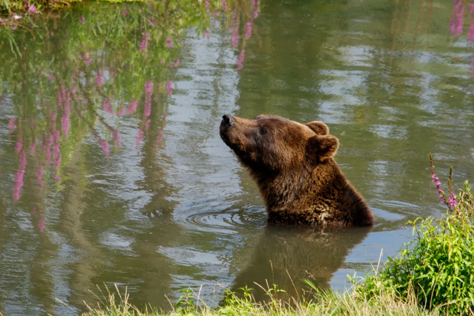 Großer Braunbär schwimmt im Wasser