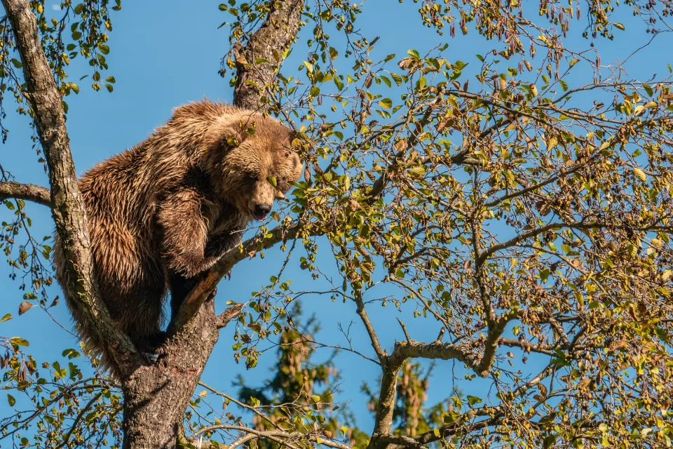 Großer Braunbär sitzt auf einem Ast