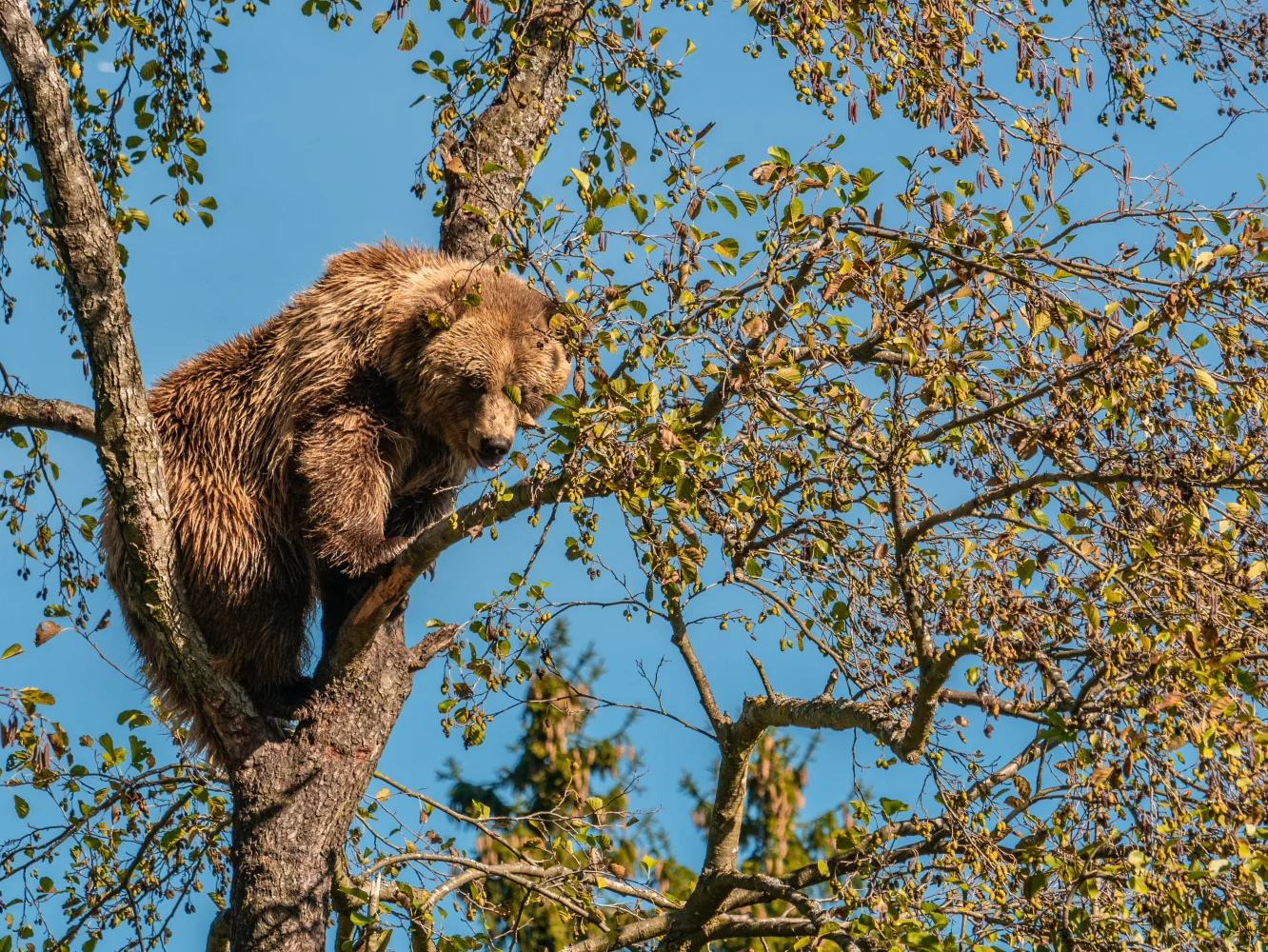 Großer Braunbär sitzt auf einem Ast