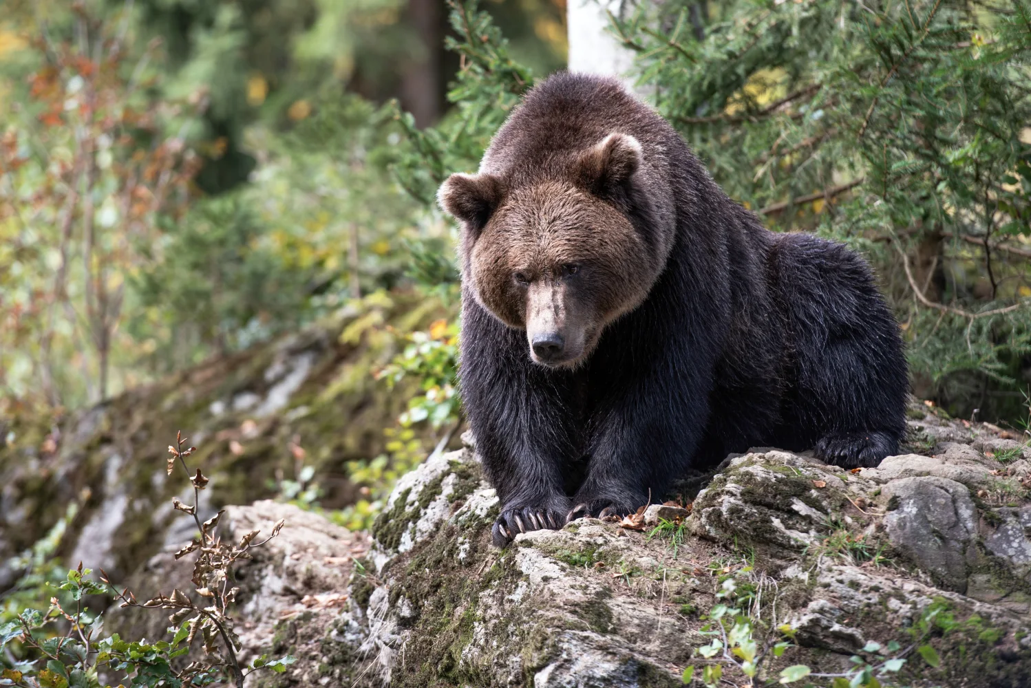 Großer Braunbär sitzt auf einem Stein