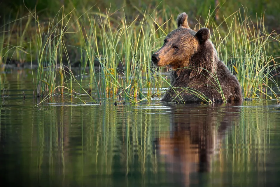 Großer Braunbär sitzt im Wasser