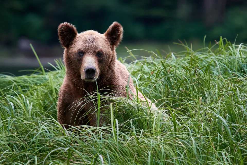 Großer Braunbär sitzt in hohen grünen Gras