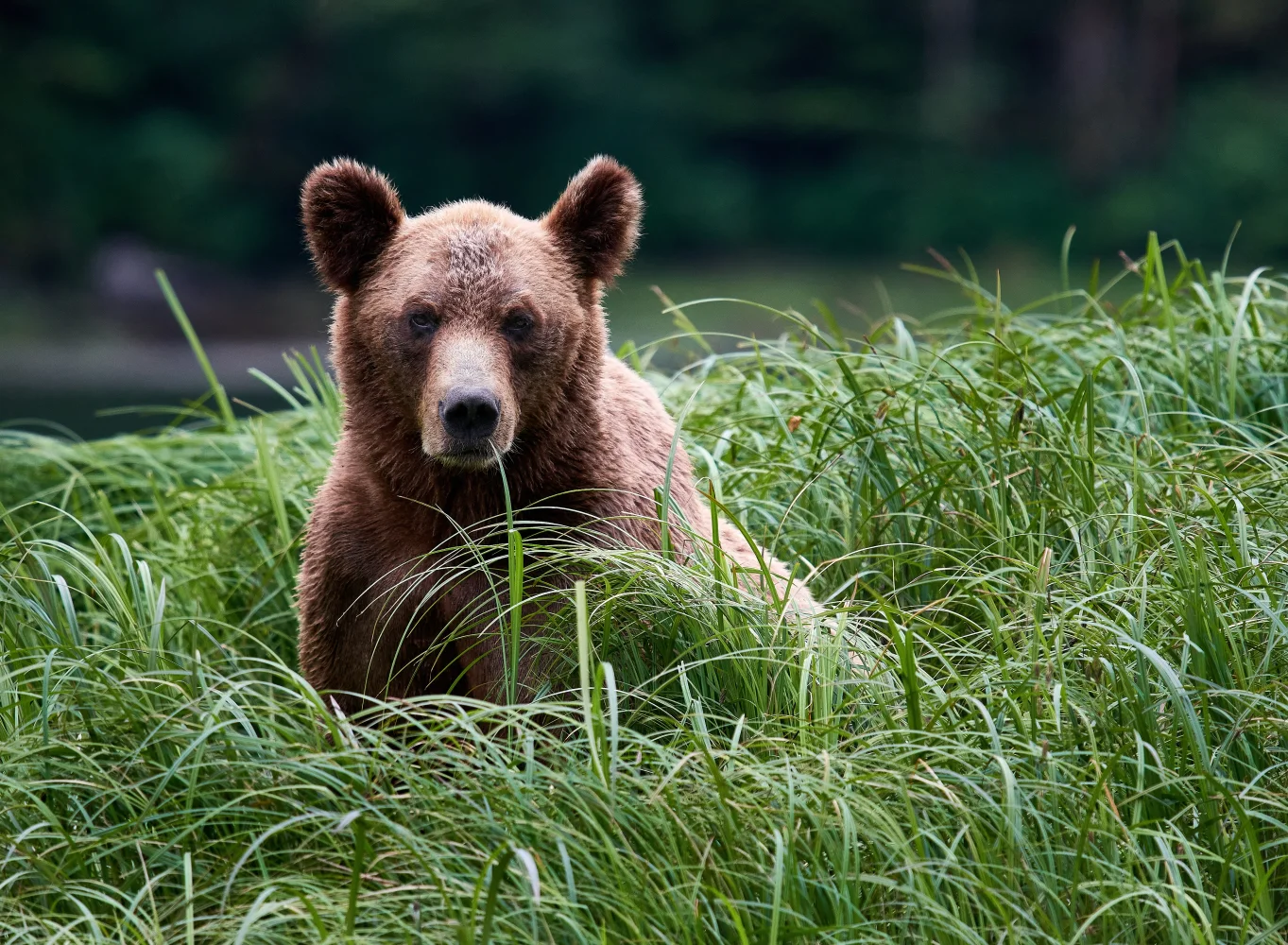 Großer Braunbär sitzt in hohen grünen Gras