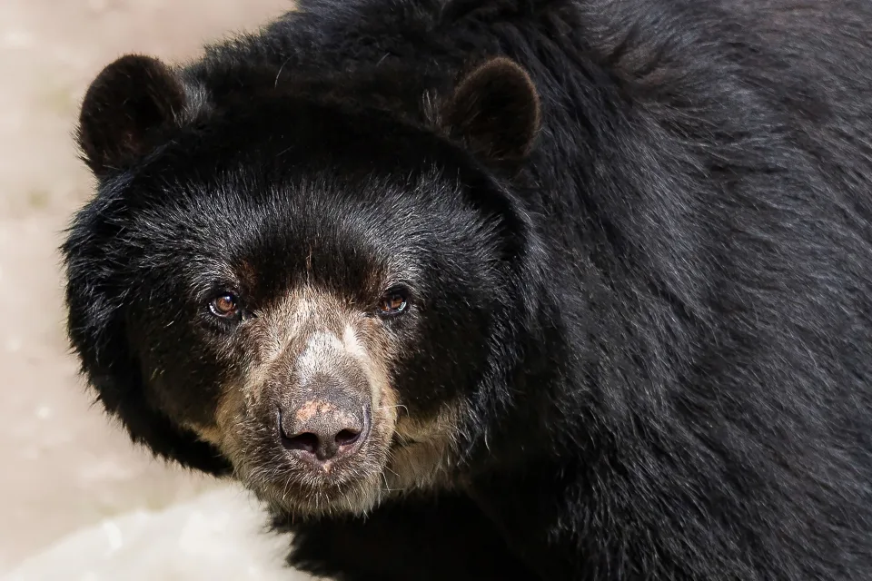 Großer Brauner wilder Bär in Nahaufnahme