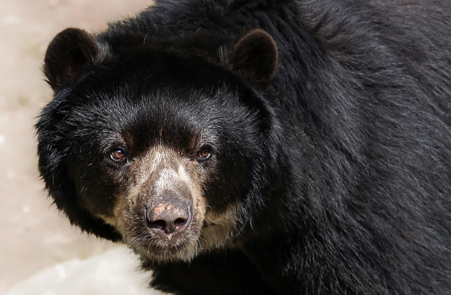 Großer Brauner wilder Bär in Nahaufnahme