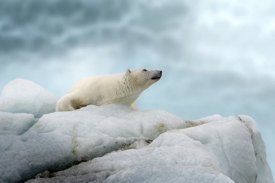 Großer Eisbär liegt auf kalten