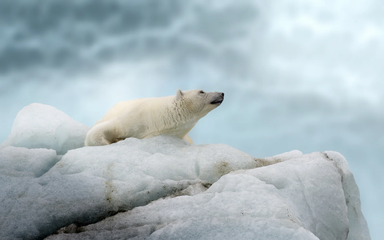 Großer Eisbär liegt auf kalten