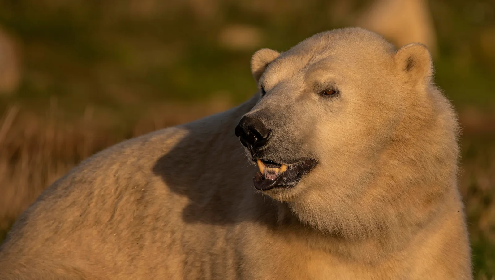 Großer Eisbär mit scharfen Reißzähnen