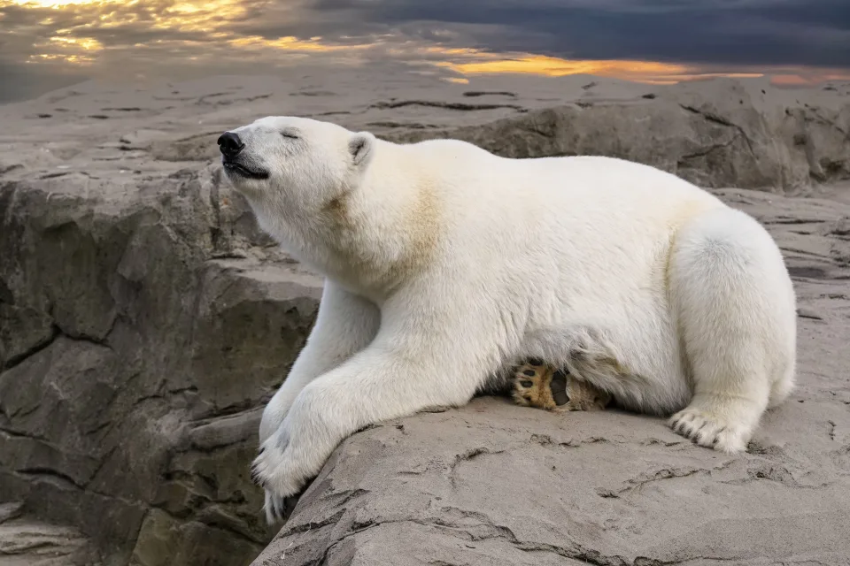 Großer Eisbär schläft auf einem Stein