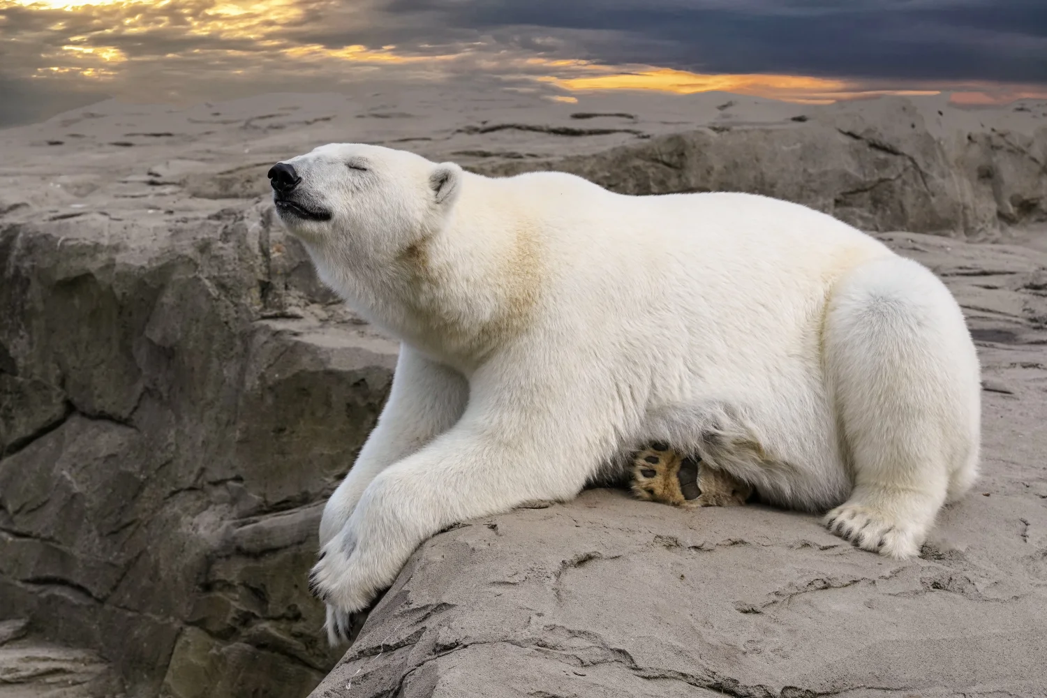 Großer Eisbär schläft auf einem Stein