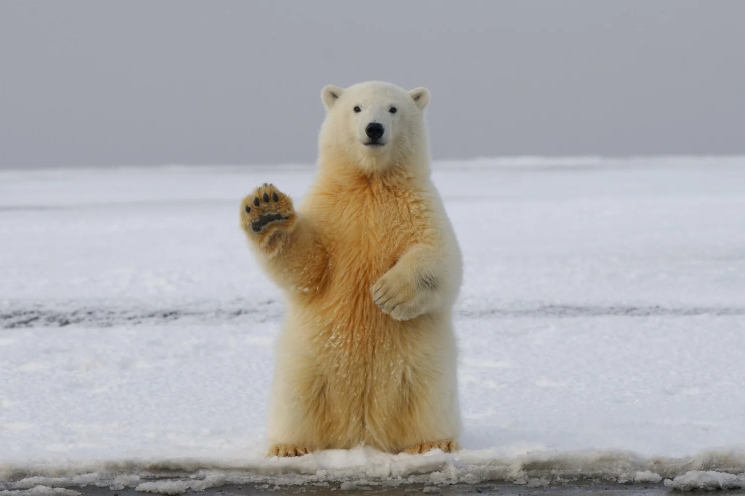 Großer Eisbär sitzt im Schnee