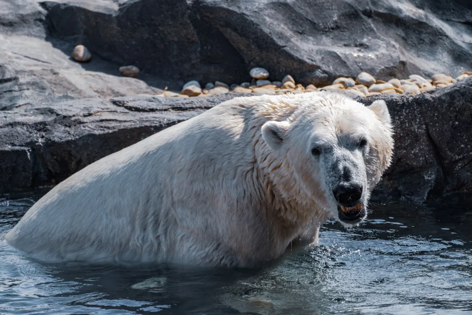 Großer Eisbär sitzt im Wasser im Zoo