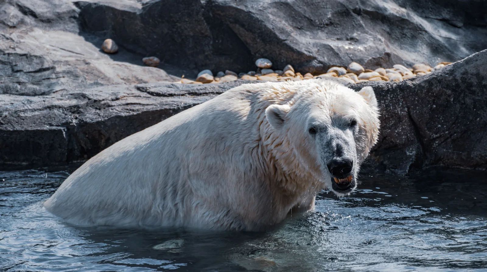 Großer Eisbär sitzt im Wasser im Zoo