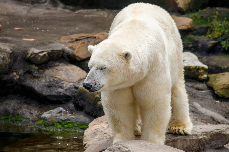 Großer Eisbär steht am Wasser im Zoo