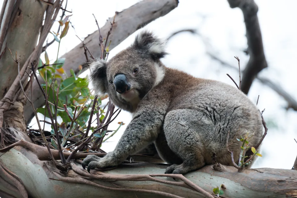 Großer Koala sitzt auf einem Ast
