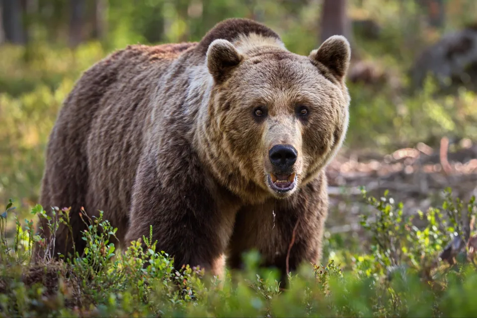Großer imposanter Braunbär geht durch das Gras