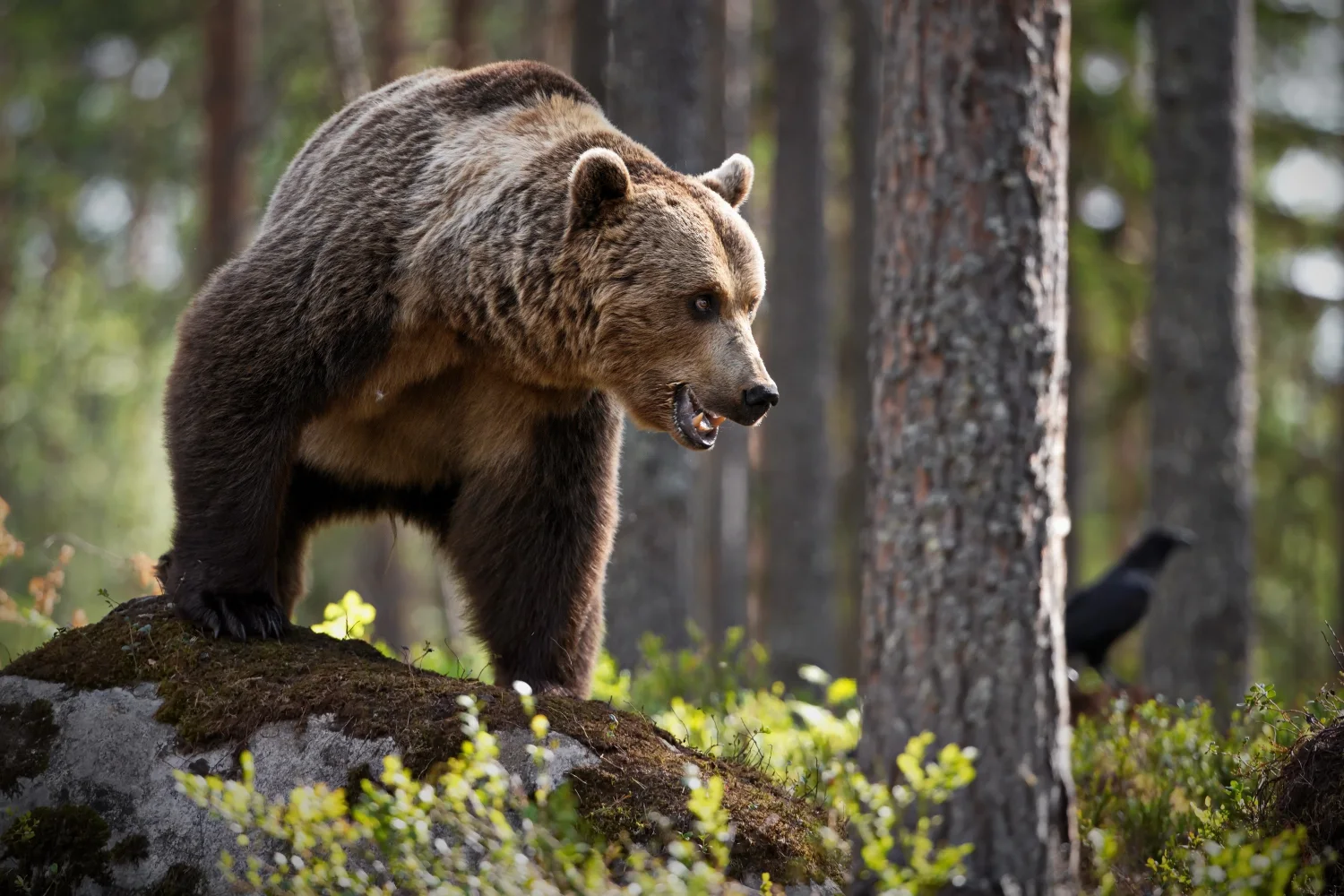 Großer imposanter Braunbär steht im Wald