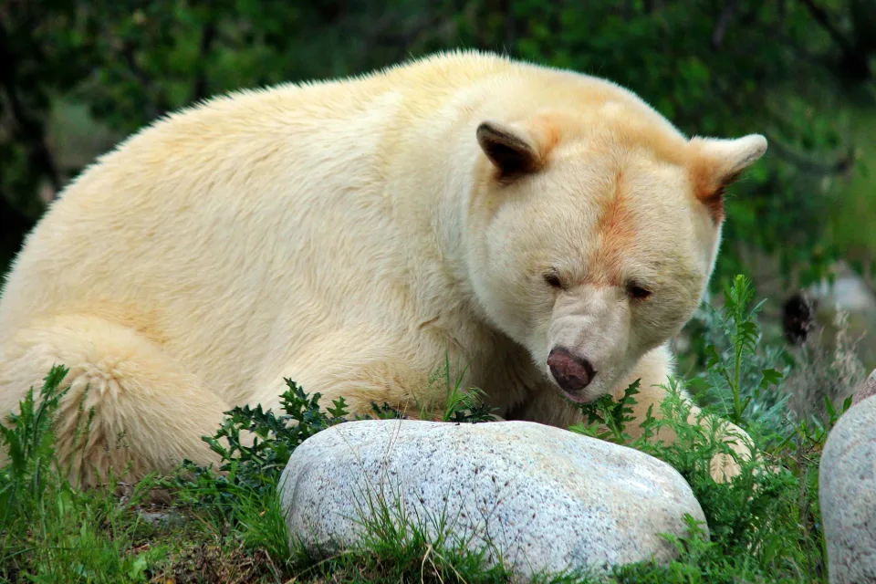 Großer imposanter Eisbär bei Felsen