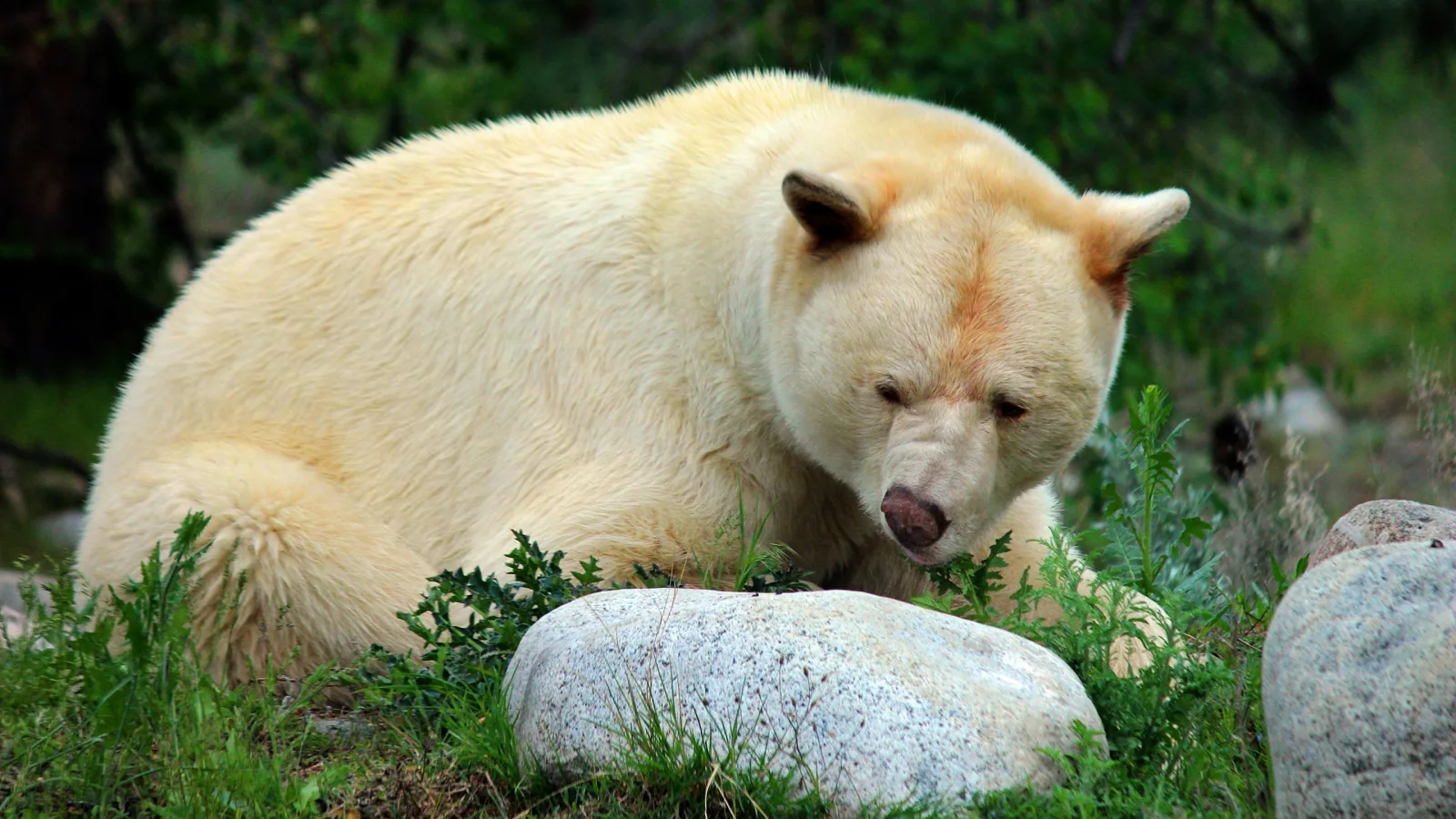 Großer imposanter Eisbär bei Felsen