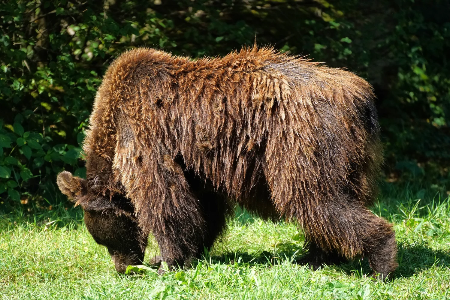 Großer nasser Braunbär im Gras