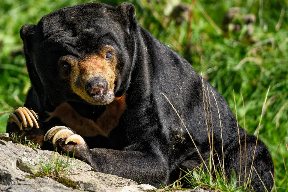 Großer schwarzer Bär mit scharfen Krallen