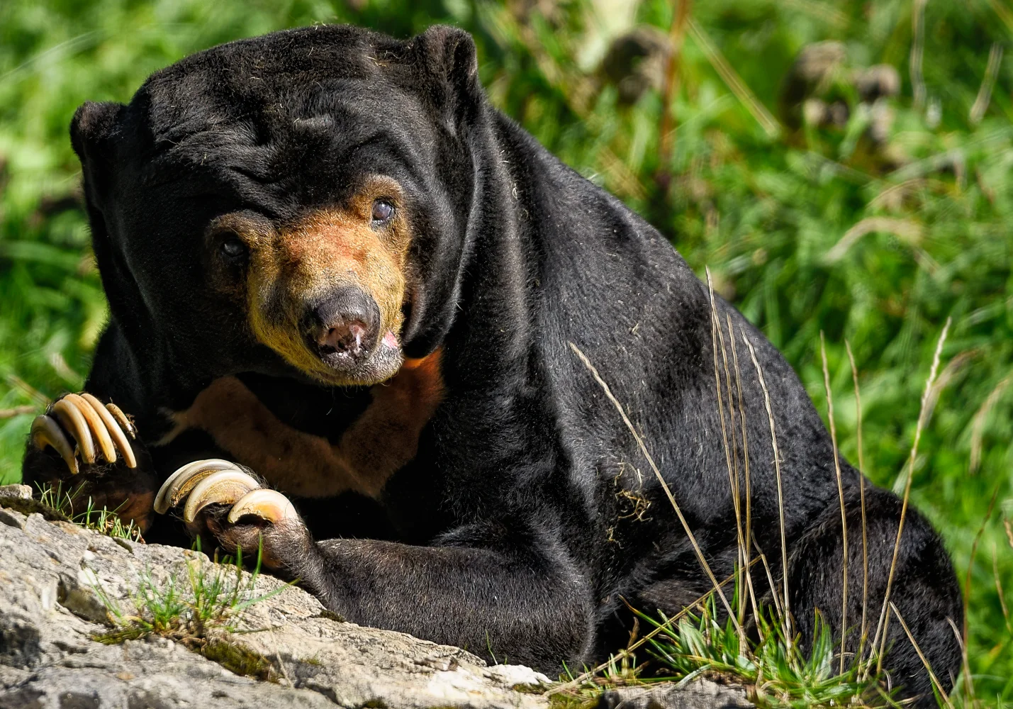 Großer schwarzer Bär mit scharfen Krallen
