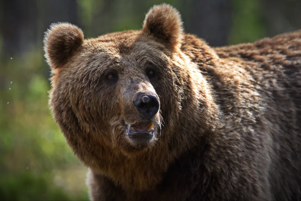 Großer starker Braunbär