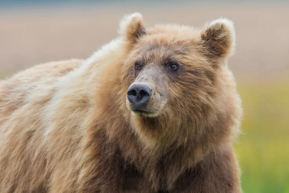 Großer zotteliger Braunbär