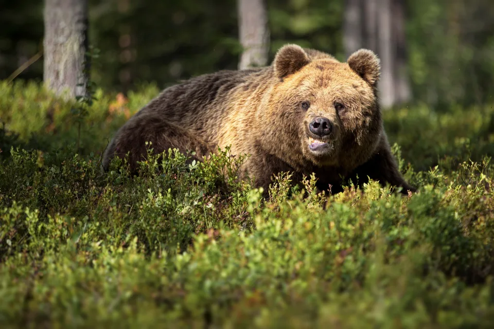 Imposanter Braunbär im Dickicht im Wald