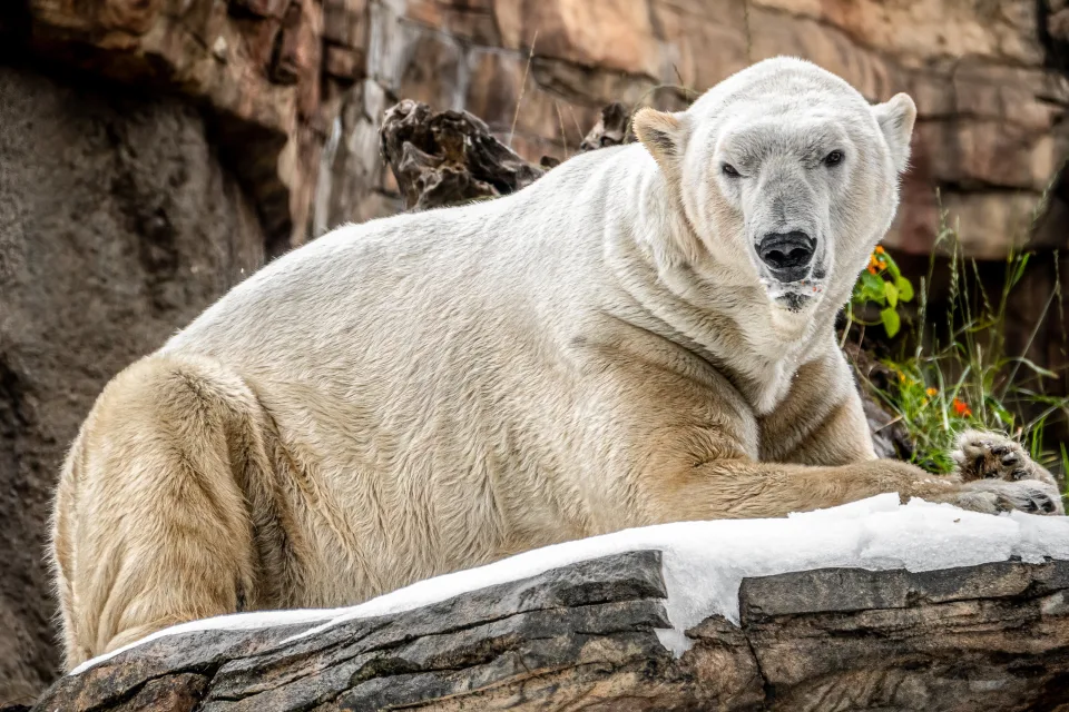 Imposanter Eisbär liegt auf einem Stein im Zoo
