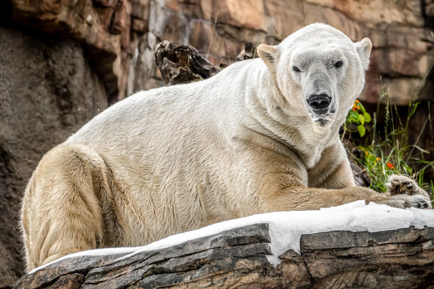 Imposanter Eisbär liegt auf einem Stein im Zoo
