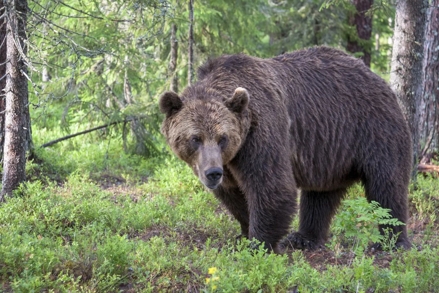 Imposanter großer Braunbär im Wald