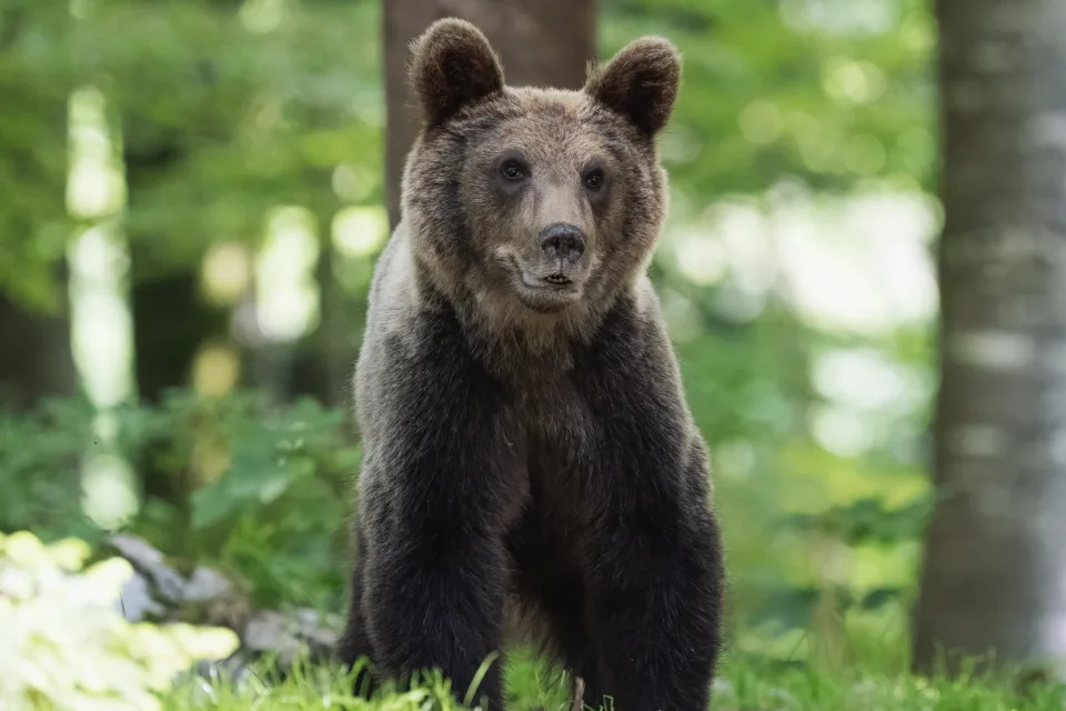 Junger Braunbär im Wald