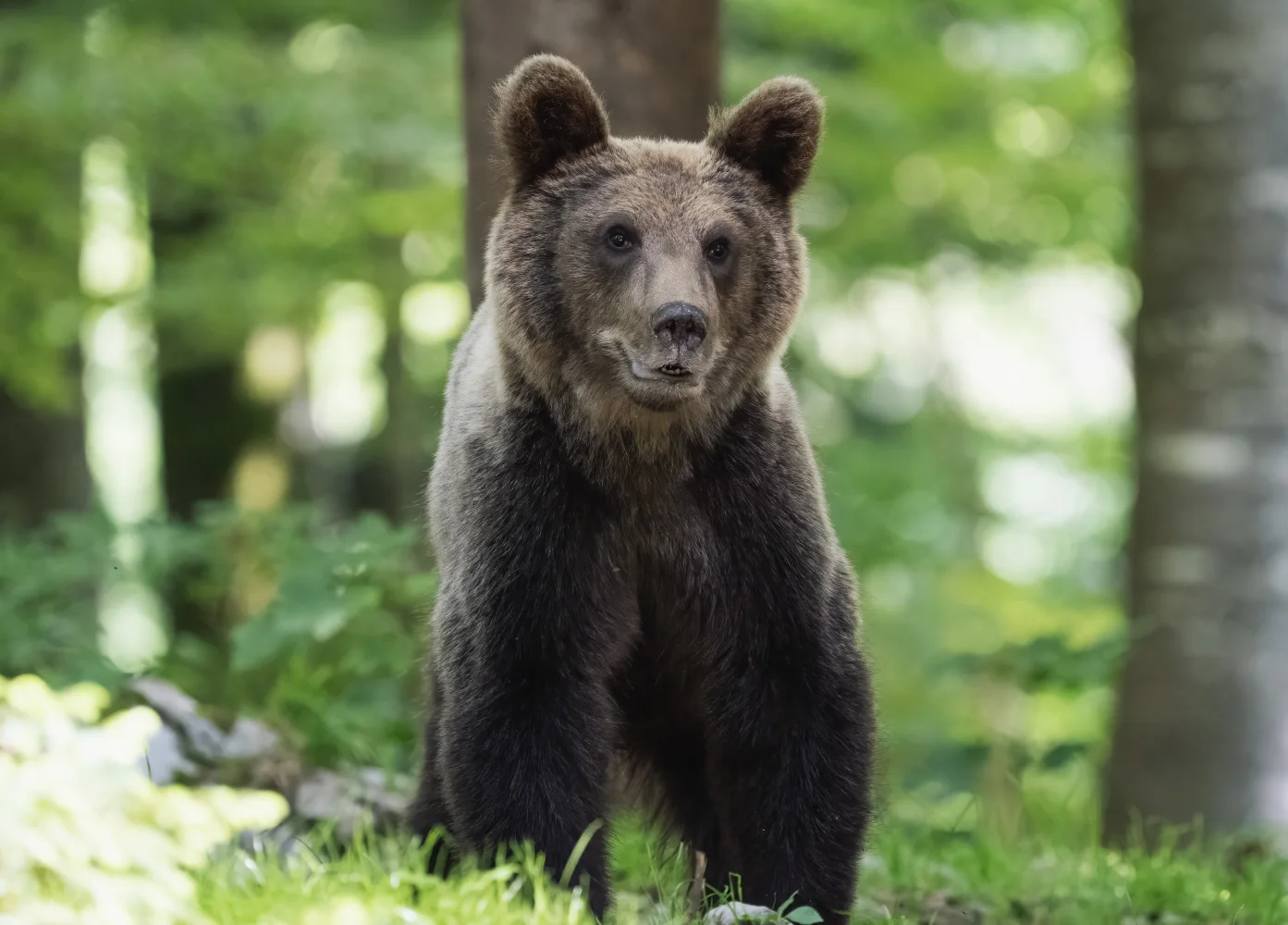 Junger Braunbär im Wald