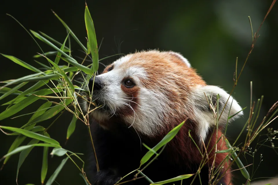 Kleine Panda knabbert Zweige Bambus