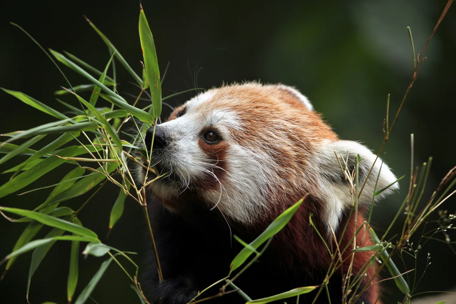 Kleine Panda knabbert Zweige Bambus