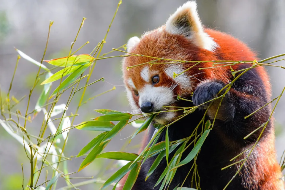 Kleine Panda knabbert grüne Zweige Bambus