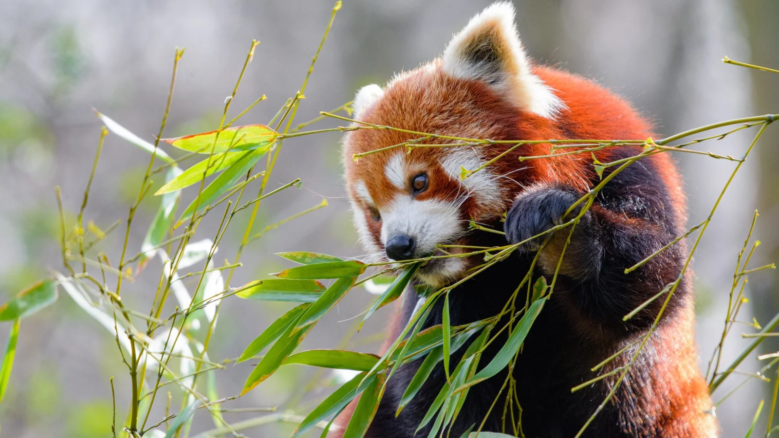 Kleine Panda knabbert grüne Zweige Bambus
