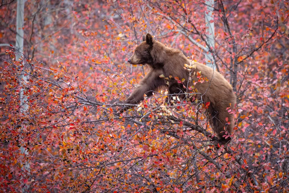 Kleiner Braunbär auf einem Baum mit roten Blätter