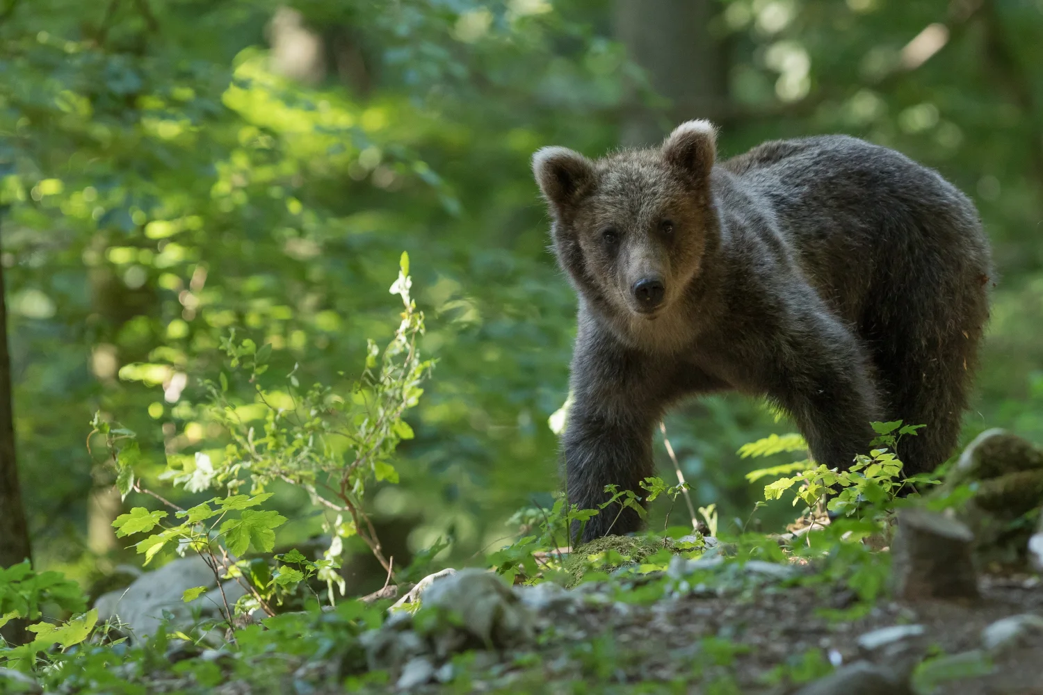 Kleiner Braunbär geht durch den Wald